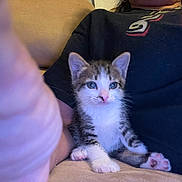Geronimo joined the competition — help win amazing prizes! kitten, cat, pet, animal, person, lap, indoor, feline, cute, young, whiskers, paw, striped, tabby, seated, curious, cozy, human, hand, casual
