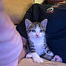 kitten, cat, pet, animal, person, lap, indoor, feline, cute, young, whiskers, paw, striped, tabby, seated, curious, cozy, human, hand, casual