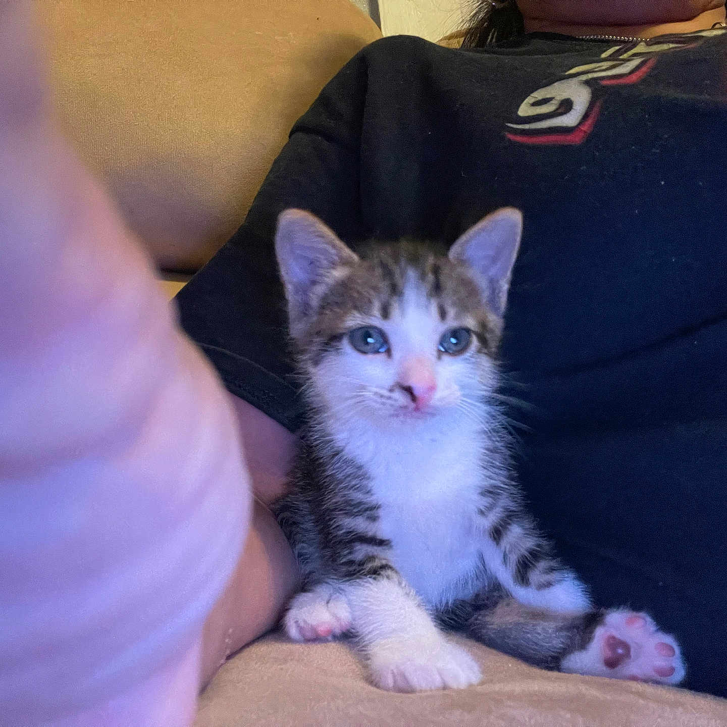 Geronimo joined the competition — help win amazing prizes! kitten, cat, pet, animal, person, lap, indoor, feline, cute, young, whiskers, paw, striped, tabby, seated, curious, cozy, human, hand, casual
