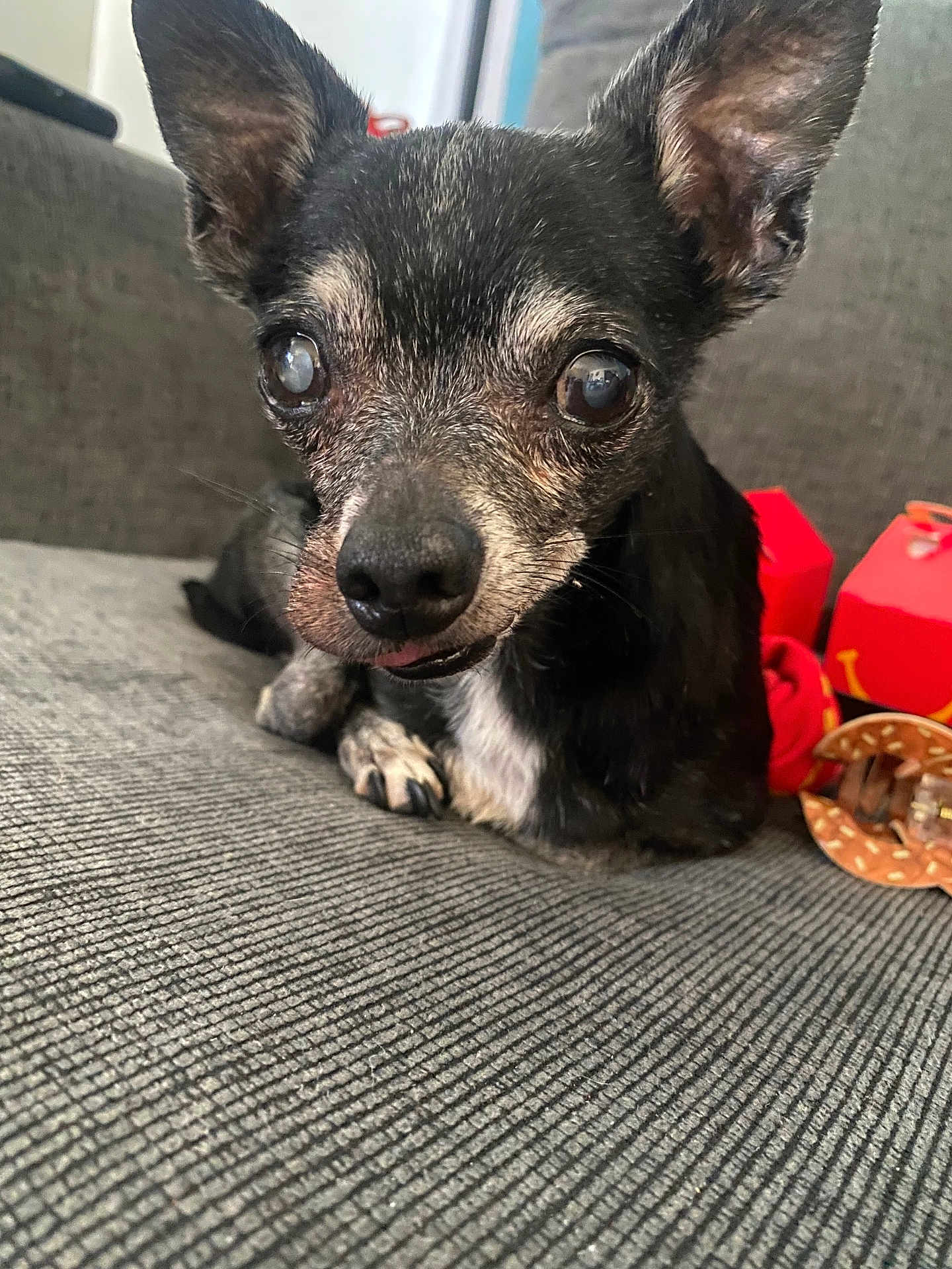 Chiquita joined the competition — help win amazing prizes! dog, small_dog, black_dog, white_fur, ears, close_up, couch, indoor, pet, animal, resting, curious, tongue_out, texture, grey_couch, background_objects, red, orange, fur, companion