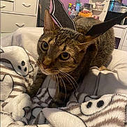 Leo joined the competition — help win amazing prizes! cat, tabby_cat, bed, blanket, bat_wings, costume, indoor, furniture, drawer, purple_wall, decor, curious, pet, animal, whiskers, soft_texture, cozy, playful, close_up, eyes