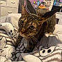 cat, tabby_cat, bed, blanket, bat_wings, costume, indoor, furniture, drawer, purple_wall, decor, curious, pet, animal, whiskers, soft_texture, cozy, playful, close_up, eyes