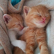 Crème Et Princesse participe au concours pour gagner de l'argent avec cette photo : kitten, cat, sleeping, orange_tabby, fur, whiskers, paw, blanket, cozy, cute, pet, animal, mammal, resting, closeup, soft, nap, domestic_cat, friendship, adorable