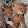 kitten, cat, sleeping, orange_tabby, fur, whiskers, paw, blanket, cozy, cute, pet, animal, mammal, resting, closeup, soft, nap, domestic_cat, friendship, adorable