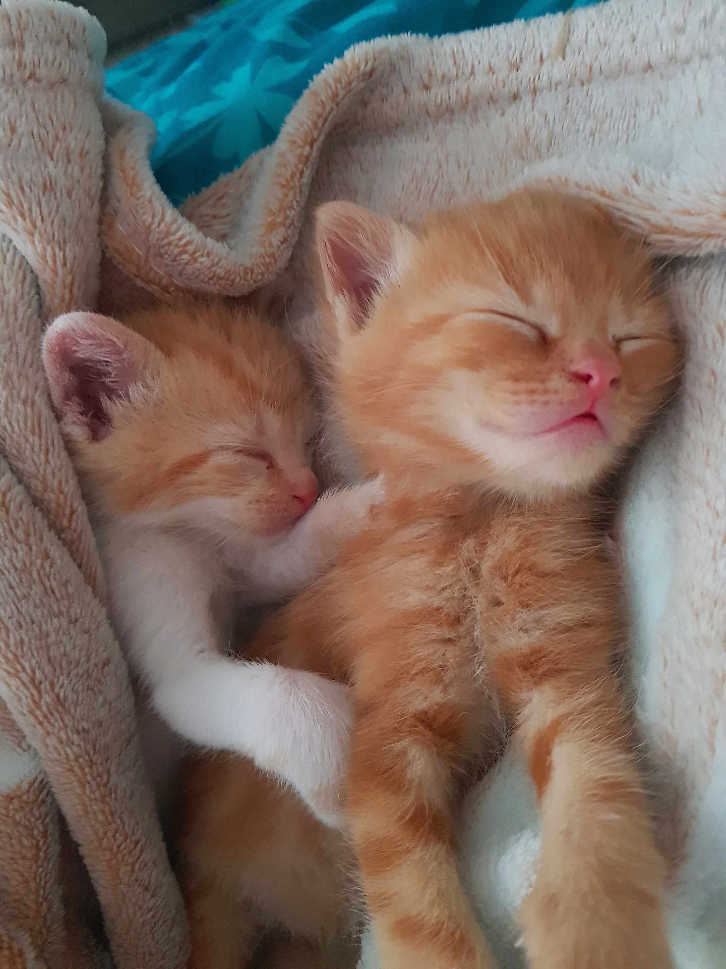 Crème Et Princesse