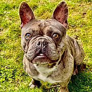 Valco participe au concours pour gagner de l'argent avec cette photo : adorable, animal, brown, canine, companion, cute, dog, ears, expression, face, french_bulldog, fur, grass, looking_up, mammal, nature, outdoor, pet, portrait, sitting