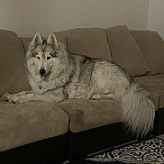 Nakita joined the competition — help win amazing prizes! animal, canine, carpet, comfortable, couch, cozy, dog, domestic, fur, furniture, home, indoor, living_room, mammal, patterned_rug, pet, portrait, relaxed, seated, wall_art