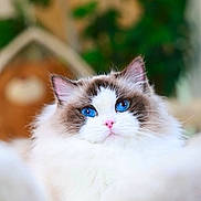 Yuumi is registered to the contest to win money with this photo: animal, blue_eyes, blurred_background, calm, cat, closeup, cozy, cute, domestic_cat, feline, fluffy, houseplant, indoor, pet, pink_nose, portrait, ragdoll, relaxing, soft_fur, whiskers