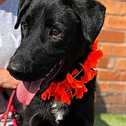 Nacho is registered to the contest to win money with this photo: dog, black_dog, orange_flower_lei, pet, animal, tongue_out, happy, outdoor, brick_wall, close_up, canine, leash, companion, portrait, sunlight, domestic_animal, friendly, playful, mammal, summer