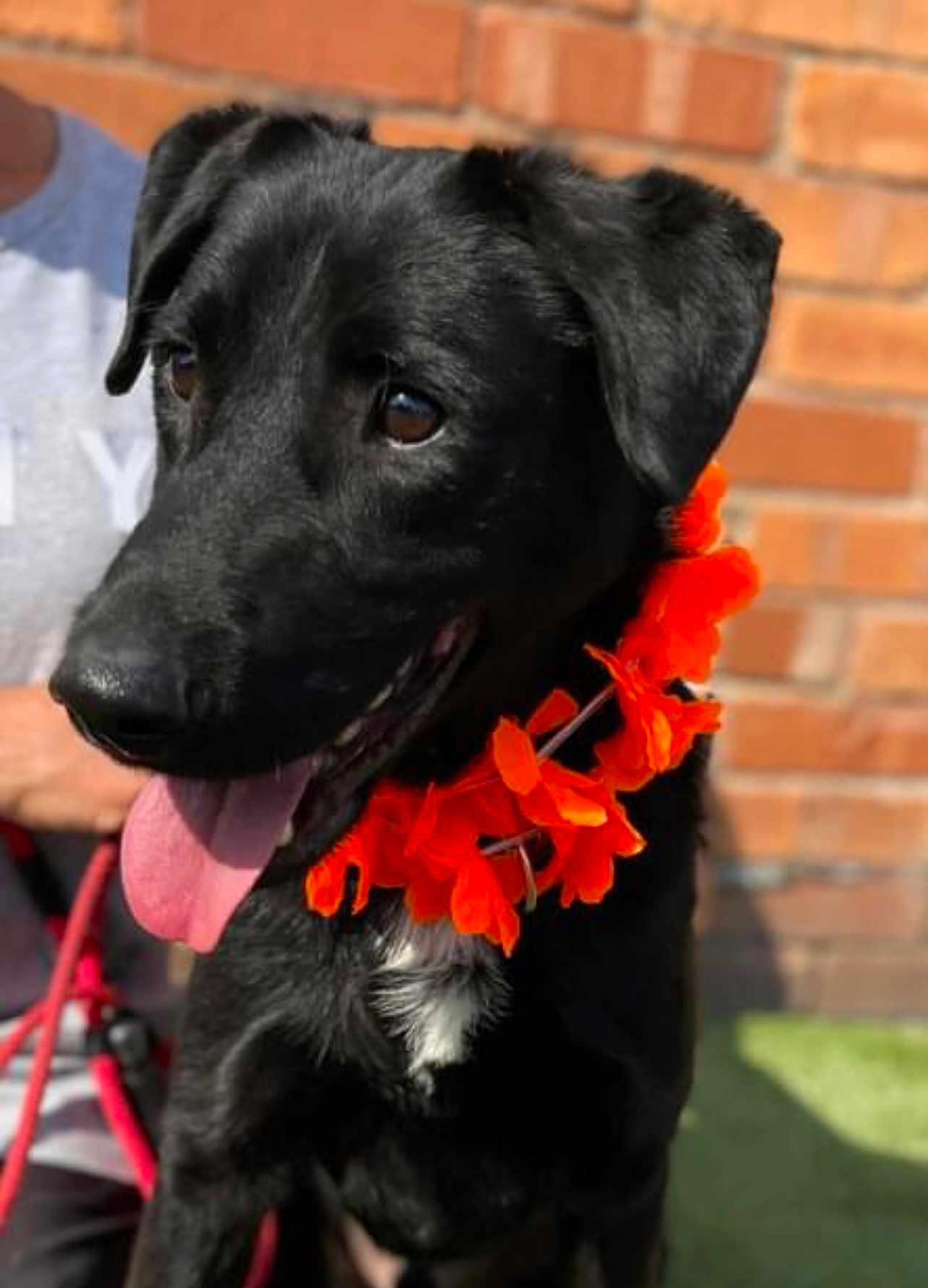 Nacho is registered to the contest to win money with this photo: dog, black_dog, orange_flower_lei, pet, animal, tongue_out, happy, outdoor, brick_wall, close_up, canine, leash, companion, portrait, sunlight, domestic_animal, friendly, playful, mammal, summer