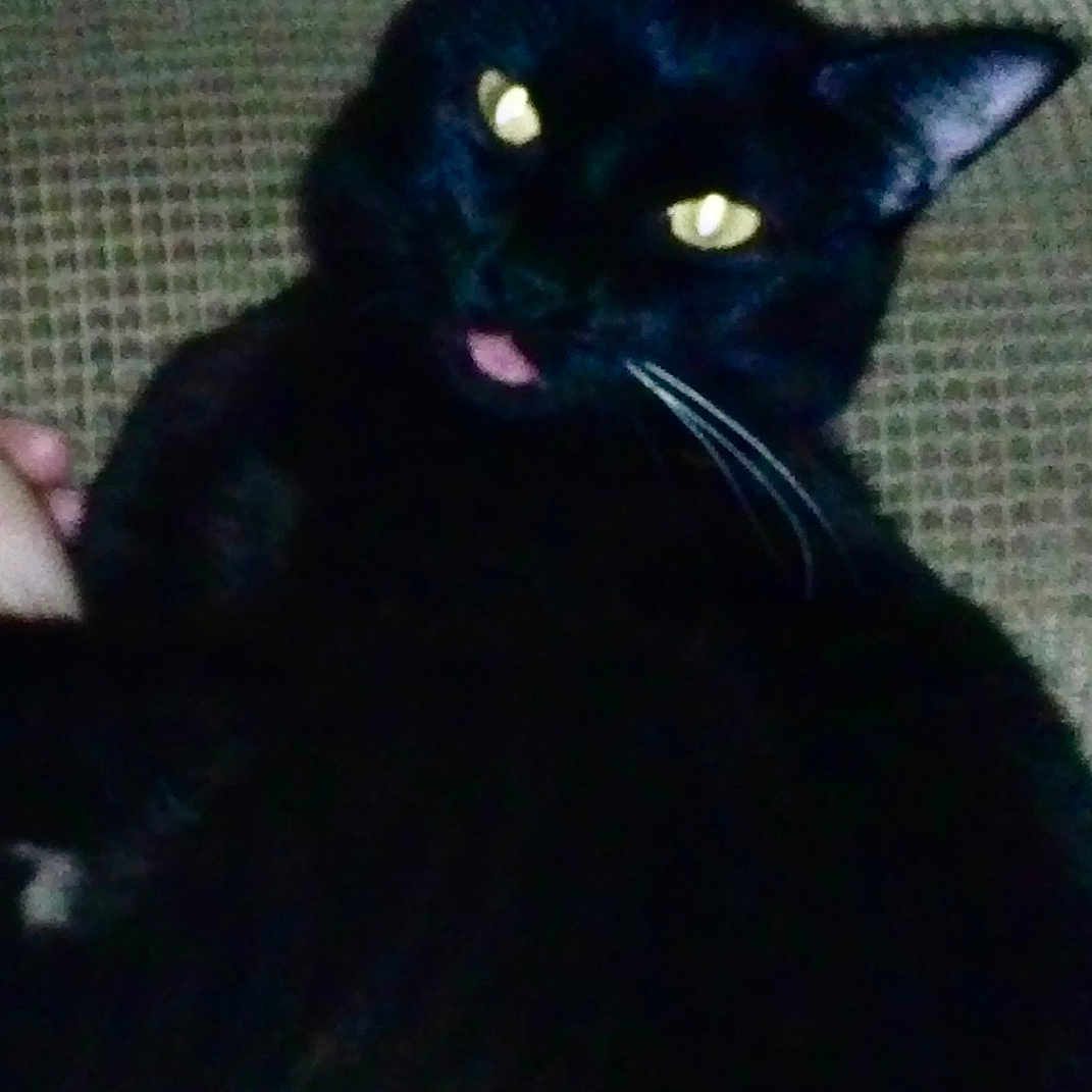 Binx joined the competition — help win amazing prizes! animal, black_cat, cat, close_up, companion, couch, cozy, cute, domestic_cat, ears, feline, furniture, indoor, mammal, pet, relaxed, resting, tongue_out, whiskers, yellow_eyes