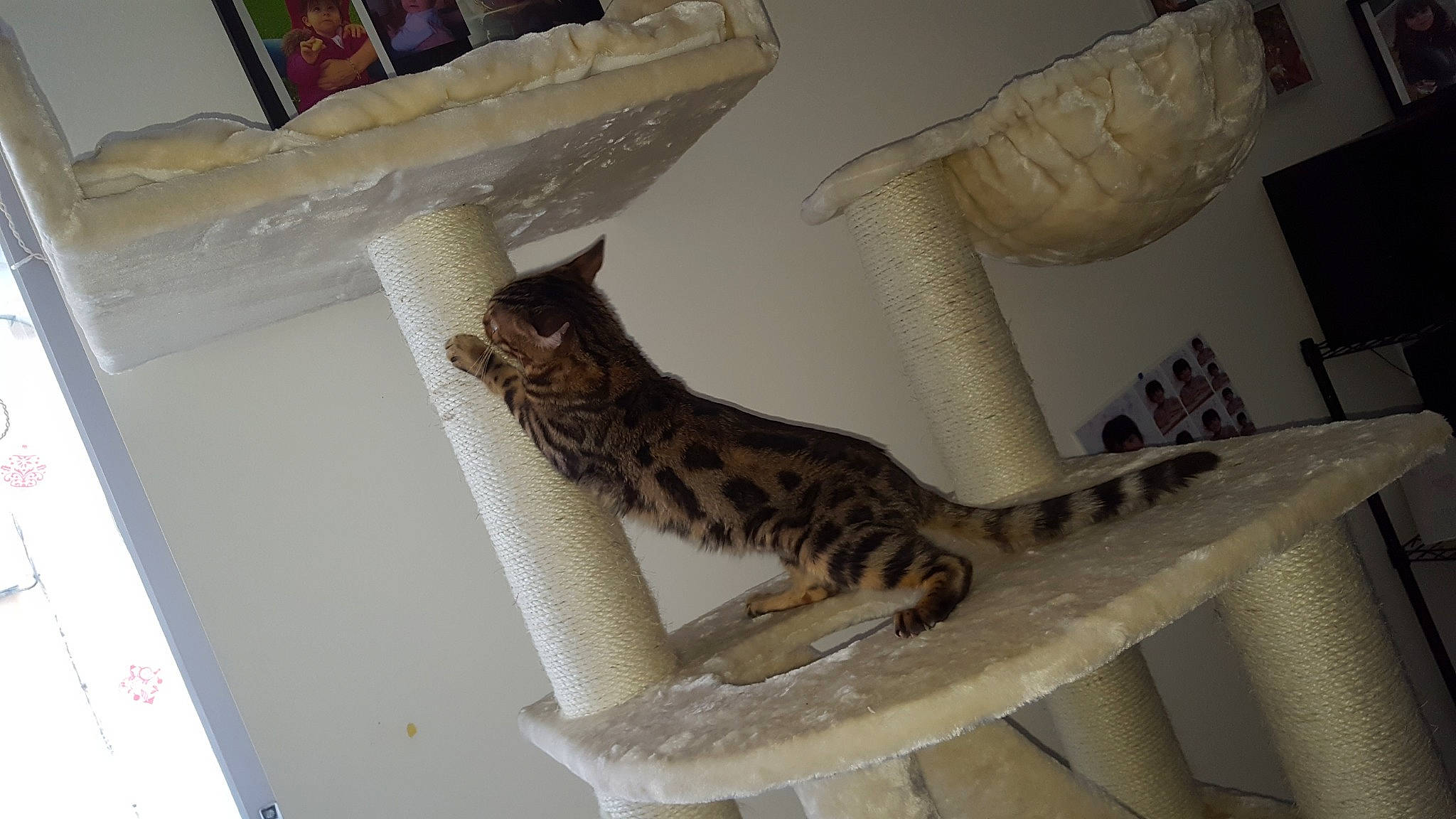 Oiseau Rare participe au concours pour gagner de l'argent avec cette photo : asian, bengal, carnivore, cat, domestic_short_haired_cat, dragon_li, egyptian_mau, european_shorthair, felidae, kitten, ocicat, person, savannah, small_to_medium_sized_cats, sokoke, tabby_cat, tail, toyger, whiskers