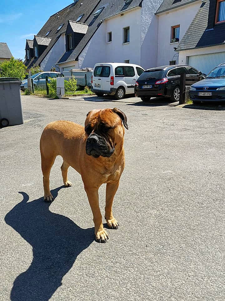 Nona participe au concours pour gagner de l'argent avec cette photo : asphalt, building, car, carnivore, companion_dog, dog, dog_breed, fawn, house, land_vehicle, plant, pug, road_surface, sky, tire, vehicle, vertebrate, wheel, window, working_animal