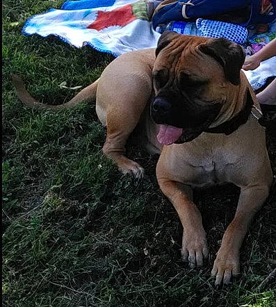 Nona participe au concours pour gagner de l'argent avec cette photo : adventure, canidae, carnivore, companion_dog, dog, dog_breed, dog_supply, fawn, flag, grass, guard_dog, molosser, plant, shorts, snout, soil, vertebrate, working_animal, working_dog, wrinkle