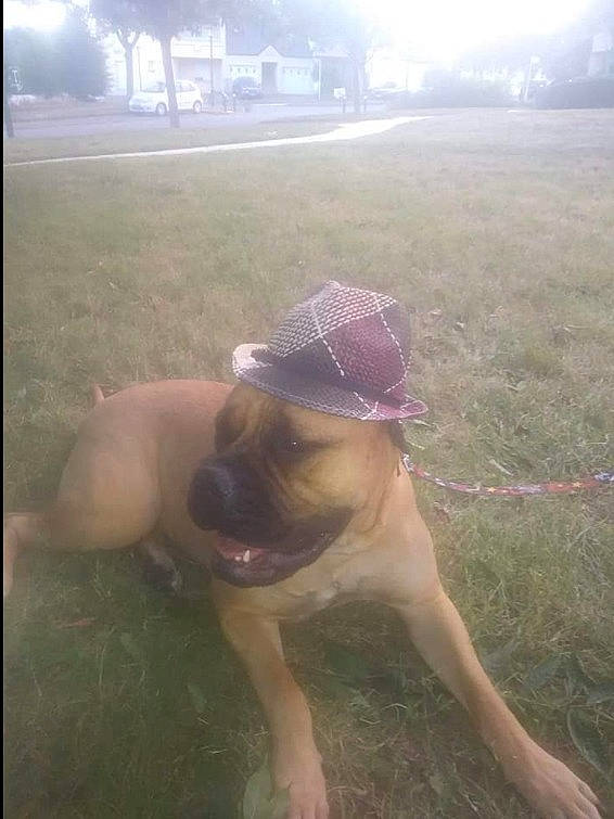 Nona a rejoint le concours — aidez-le/la à gagner de superbes lots ! baseball_cap, carnivore, companion_dog, dog, dog_breed, fawn, fog, grass, happy, hat, headgear, lawn, mammal, morning, plant, sun_hat, tail, tree, vertebrate, working_animal