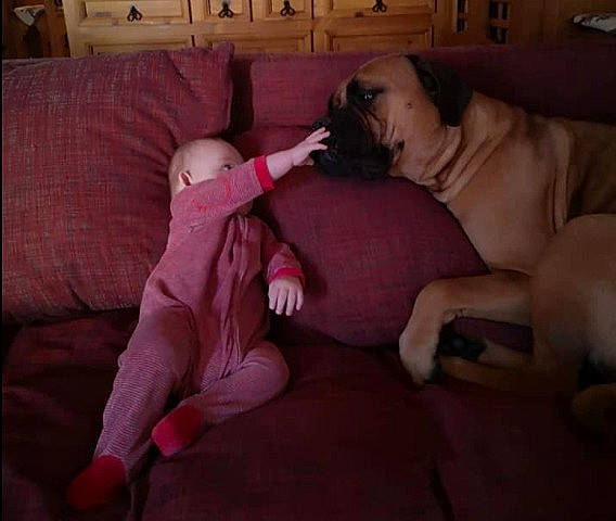 Nona participe au concours pour gagner de l'argent avec cette photo : baby, canidae, carnivore, comfort, companion_dog, dog, dog_breed, fawn, flooring, foot, hardwood, human_leg, linens, paw, pink, room, sporting_group, tail, toddler, wood