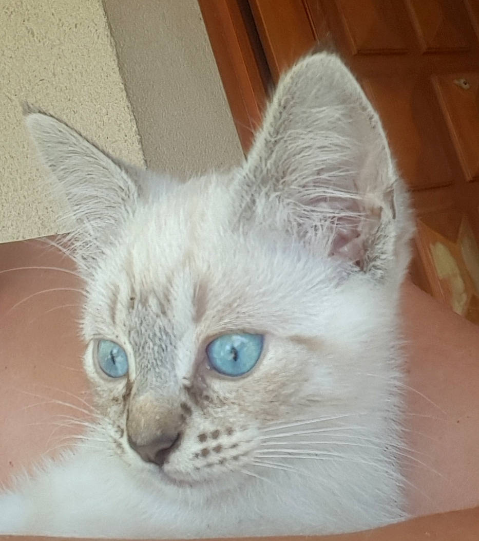 Cremy a rejoint le concours — aidez-le/la à gagner de superbes lots ! asian, balinese, burmilla, carnivore, cat, colorpoint_shorthair, domestic_short_haired_cat, eye, felidae, iris, javanese, mammal, ojos_azules, ragdoll, small_to_medium_sized_cats, thai, tonkinese, turkish_angora, vertebrate, whiskers