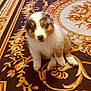 puppy, dog, tricolor, blue_eye, brown_eye, fluffy, carpet, patterned_carpet, indoor, cute, pet, young_dog, animal, sitting, looking_up, fur, nose, paw, floor, domestic_animal