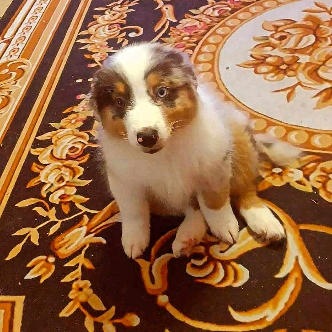Rally joined the competition — help win amazing prizes! puppy, dog, tricolor, blue_eye, brown_eye, fluffy, carpet, patterned_carpet, indoor, cute, pet, young_dog, animal, sitting, looking_up, fur, nose, paw, floor, domestic_animal