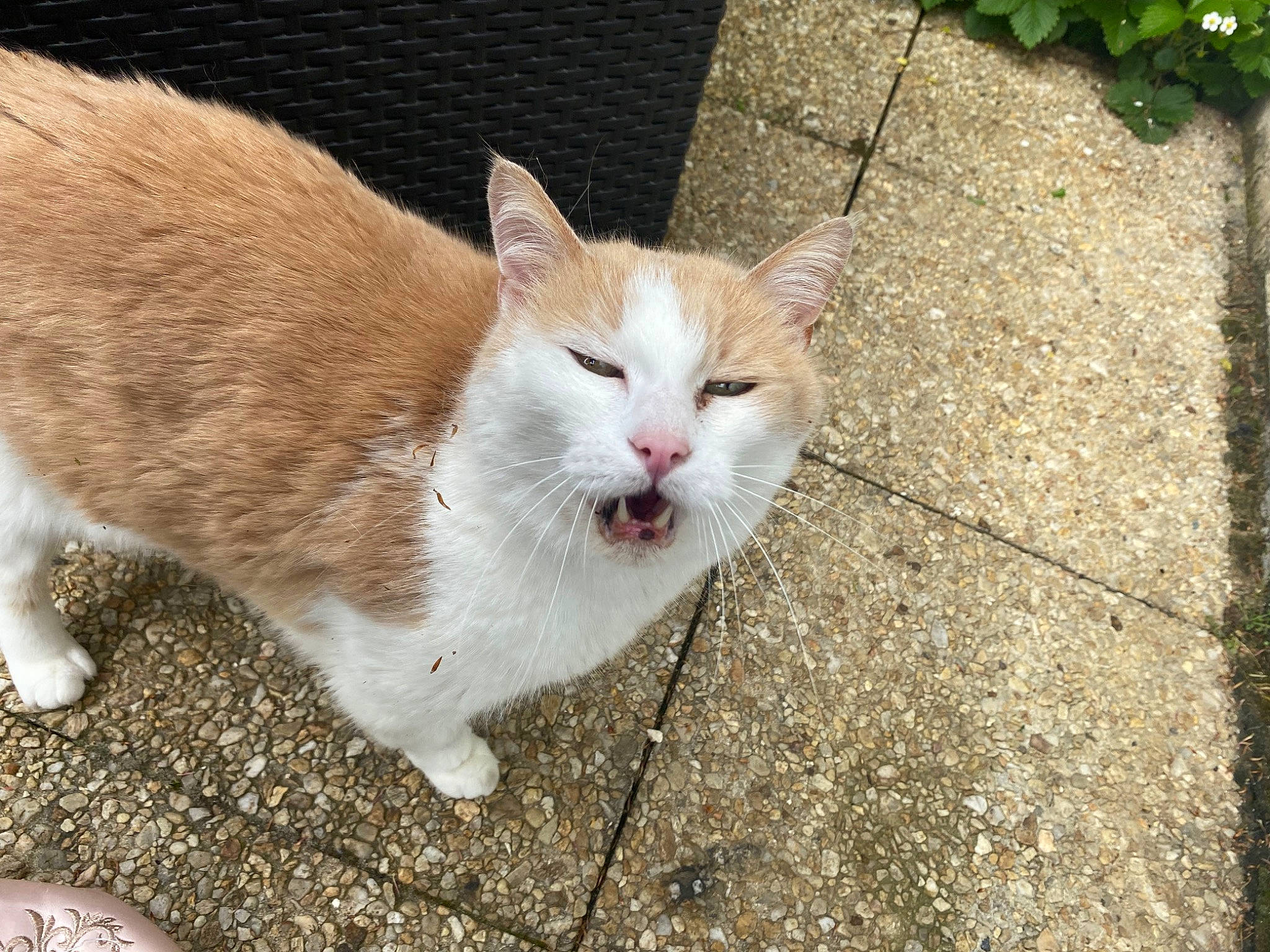 Tigron a rejoint le concours — aidez-le/la à gagner de superbes lots ! asphalt, carnivore, cat, concrete, domestic_short_haired_cat, eye, fawn, felidae, flowerpot, fur, grass, plant, road_surface, sidewalk, small_to_medium_sized_cats, snout, tail, terrestrial_animal, whiskers