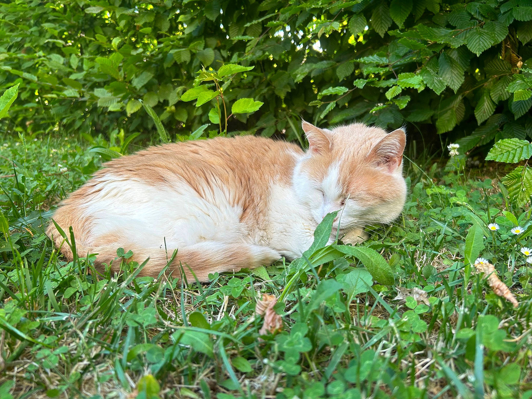 Tigron participe au concours pour gagner de l'argent avec cette photo : art, carnivore, cat, domestic_short_haired_cat, fawn, felidae, fur, garden, grass, groundcover, plant, small_to_medium_sized_cats, tail, terrestrial_animal, tree, trunk, whiskers, wood