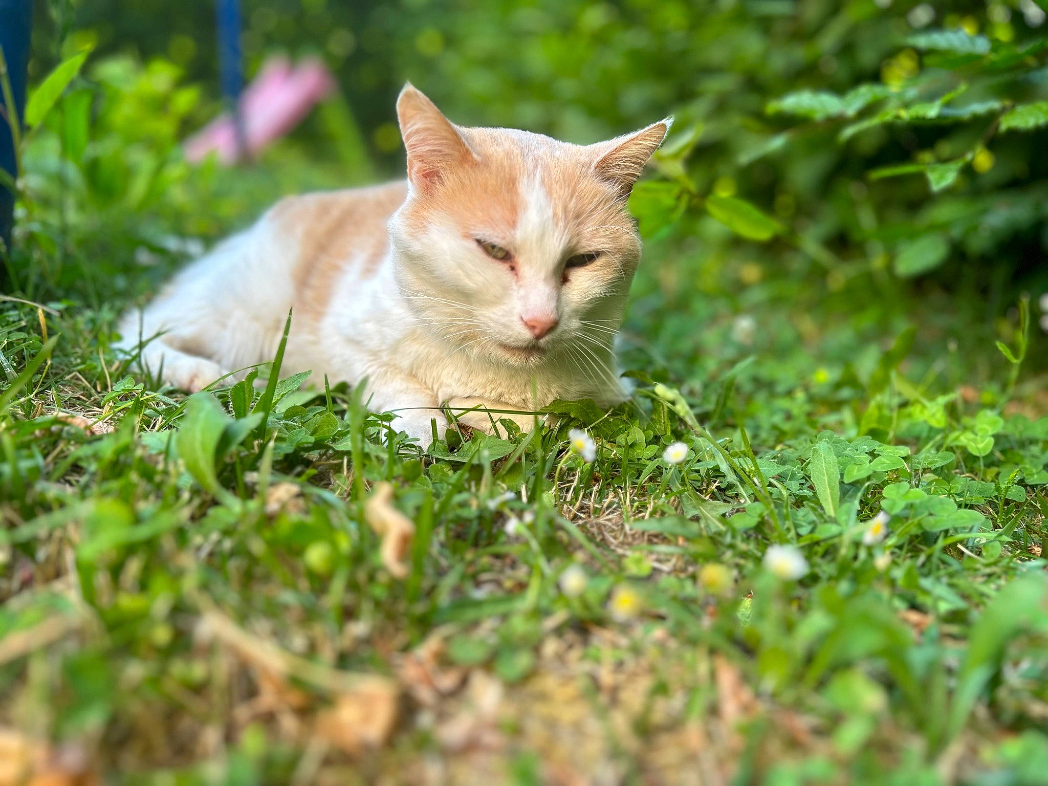 Tigron participe au concours pour gagner de l'argent avec cette photo : art, carnivore, cat, domestic_short_haired_cat, fawn, felidae, fur, grass, groundcover, natural_landscape, plant, sitting, small_to_medium_sized_cats, snout, tail, terrestrial_animal, tree, whiskers, wildlife, wood