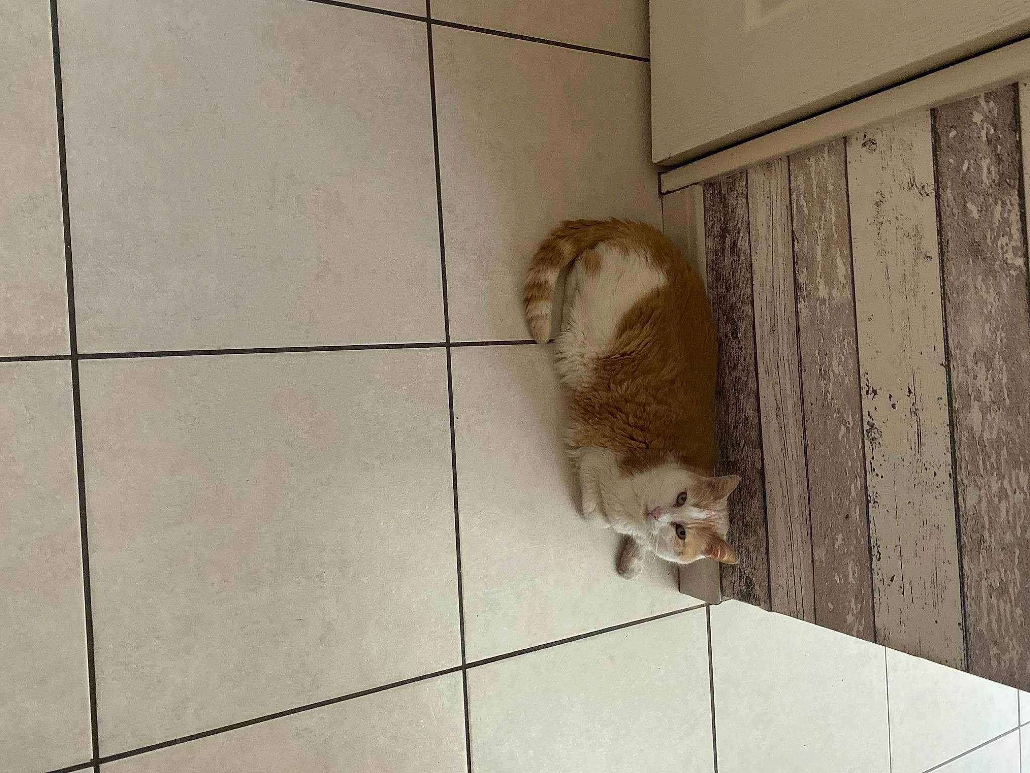 Tigron a rejoint le concours — aidez-le/la à gagner de superbes lots ! carnivore, companion_dog, dog, dog_breed, domestic_short_haired_cat, fawn, felidae, floor, flooring, fur, hardwood, liver, small_to_medium_sized_cats, street_dog, tail, terrestrial_animal, tile_flooring, whiskers, wood, working_animal