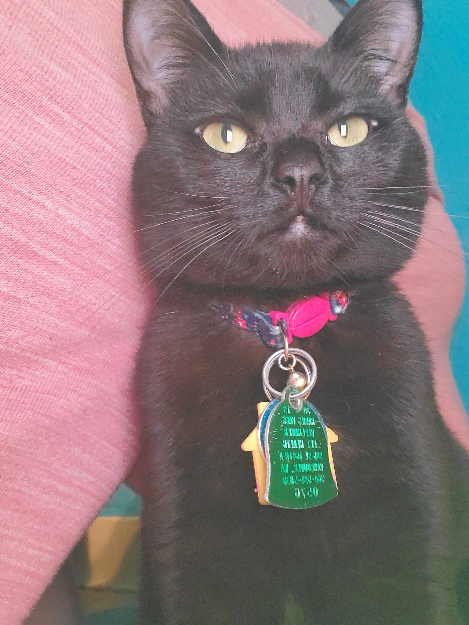 Pua joined the competition — help win amazing prizes! asian, black_cat, bombay, british_shorthair, carnivore, cat, chartreux, domestic_short_haired_cat, fashion_accessory, felidae, kitten, korat, magenta, pink, small_to_medium_sized_cats, snout, tail, whiskers