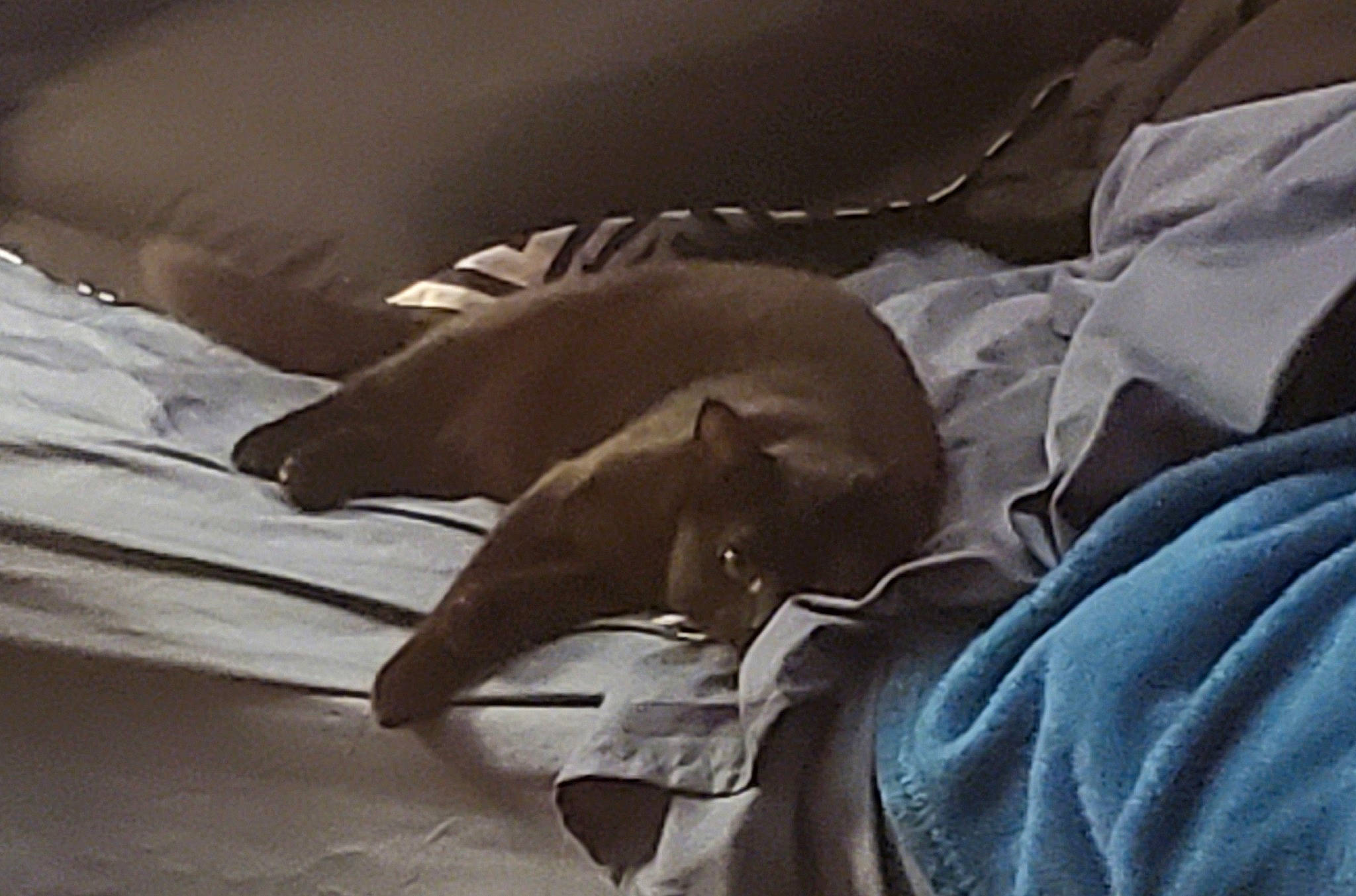 Pua is registered to the contest to win money with this photo: canidae, carnivore, fawn, italian_greyhound, sleep, sporting_group, weimaraner