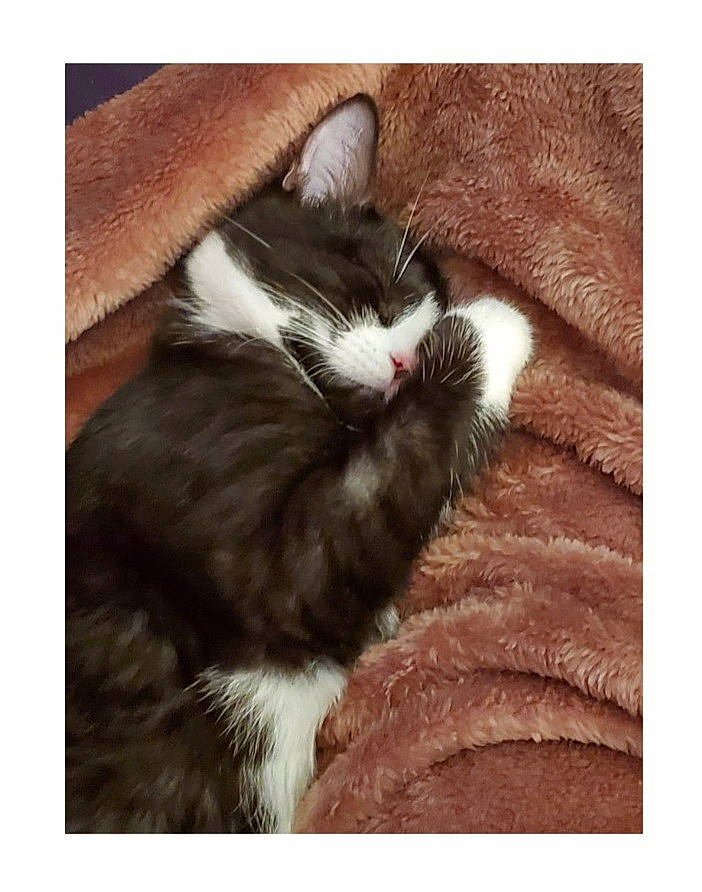 Moana joined the competition — help win amazing prizes! beige, brown, carnivore, cat, domestic_short_haired_cat, fawn, felidae, fur, liver, small_to_medium_sized_cats, snout, tail, tan, vertebrate, whiskers