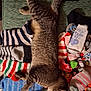 animal, cat, clothing, colorful, cozy, fabric, feline, fuzzy, indoor, laundry, pet, pile, relaxed, resting, sleeping, sock, soft, striped, tabby_cat, texture
