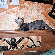 Theo joined the competition — help win amazing prizes! animal, bedding, bedroom, cat, curious, decor, feline, furniture, headboard, holiday_cards, home, indoor, orange_wall, pet, pillow, relaxed, resting, tabby, wall, wood