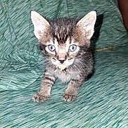 Theo is registered to the contest to win money with this photo: animal, blue_eyes, cat, close_up, curious, cute, ears, face, fur, green_background, indoor, kitten, messy, paws, pet, small, tabby, texture, whiskers, young