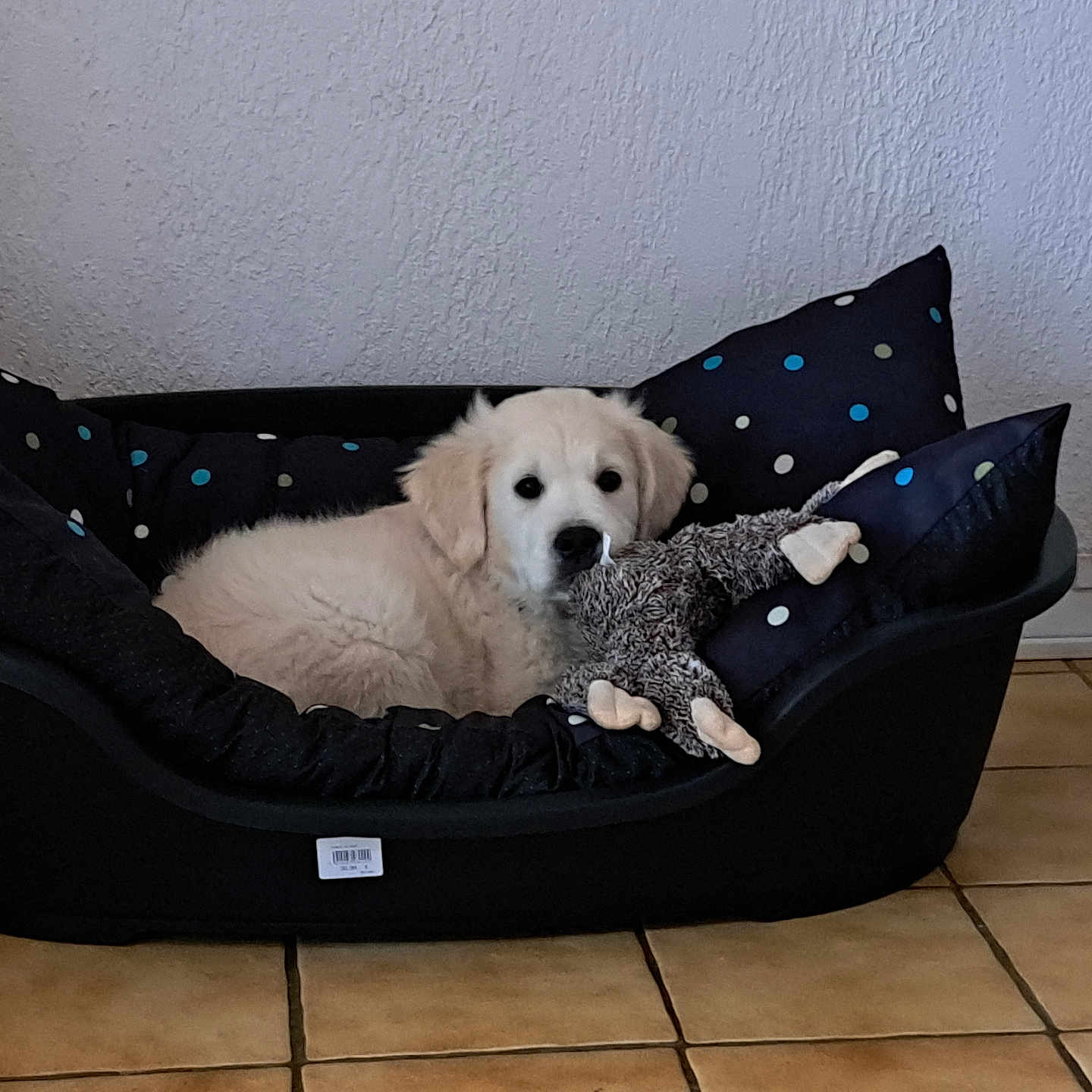 Atom participe au concours pour gagner de l'argent avec cette photo : animal, canine, couch, dog, dogbed, eskimodog, furniture, pet, puppy