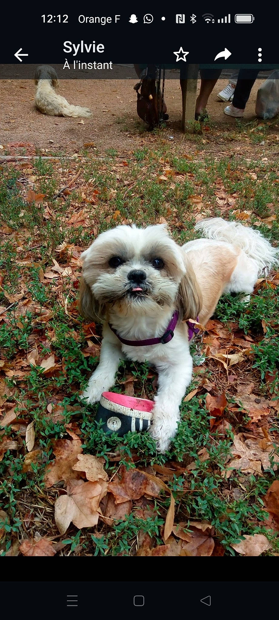 Pirate participe au concours pour gagner de l'argent avec cette photo : canidae, carnivore, companion_dog, dog, dog_breed, dog_supply, fawn, fur, grass, groundcover, maltepoo, non_sporting_group, plant, shih_tzu, snout, soil, sporting_group, terrier, toy_dog, working_animal