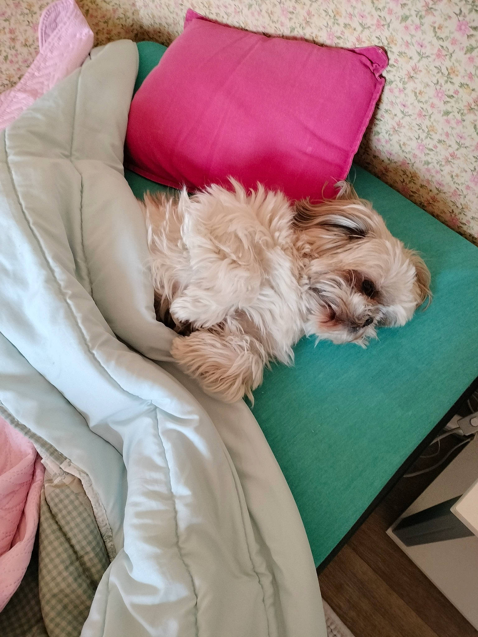 Pirate participe au concours pour gagner de l'argent avec cette photo : carnivore, comfort, companion_dog, dog, dog_breed, dog_supply, fawn, flooring, fur, furniture, hardwood, linens, liver, pillow, room, sleeve, small_terrier, sporting_group, toy_dog, working_animal