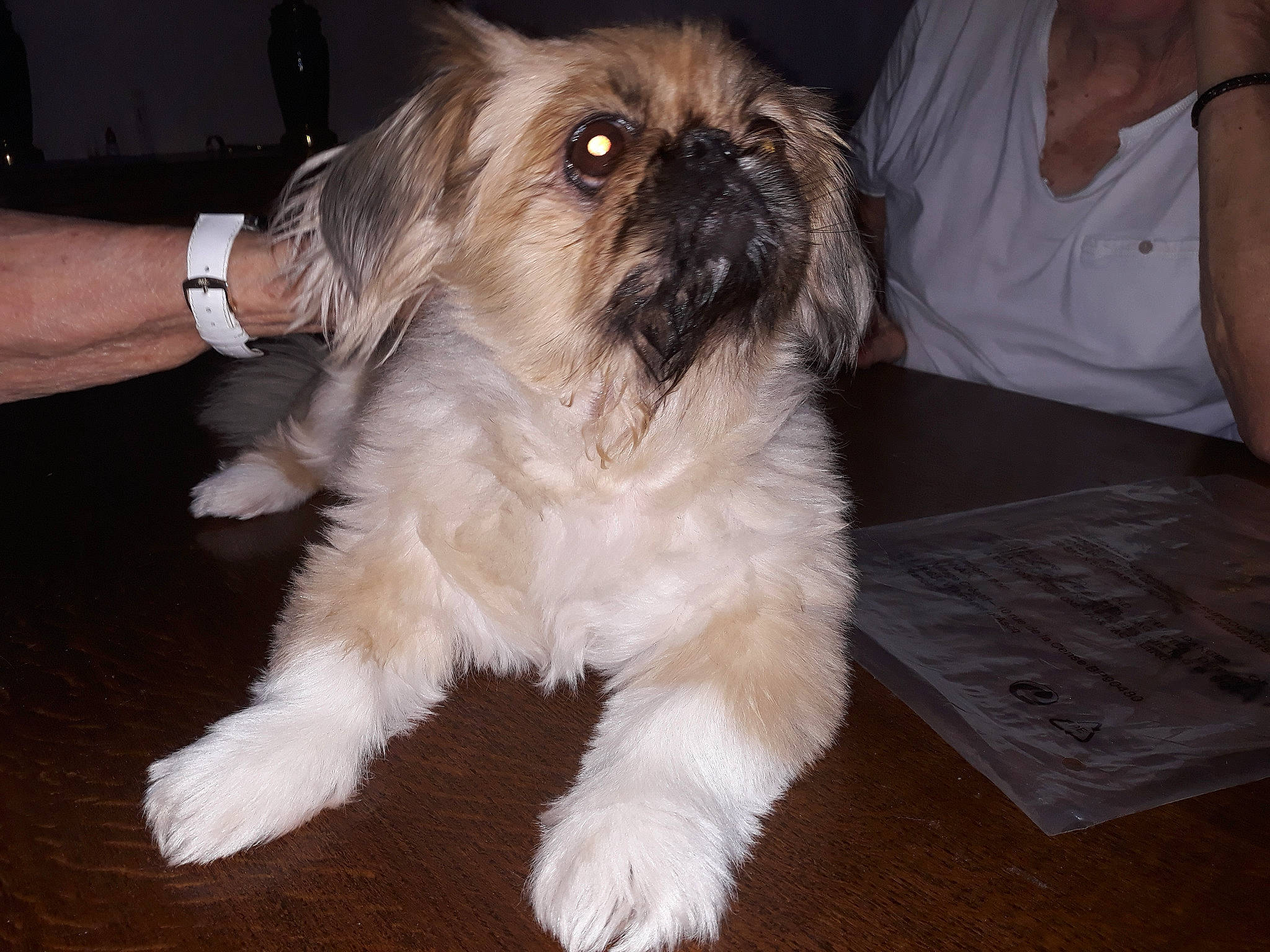 Princesse a rejoint le concours — aidez-le/la à gagner de superbes lots ! canidae, carnivore, clock, companion_dog, dog, dog_breed, dog_supply, fawn, fur, liver, maltepoo, non_sporting_group, pekapoo, shih_tzu, small_terrier, sporting_group, toy_dog, watch, working_animal, yorkipoo