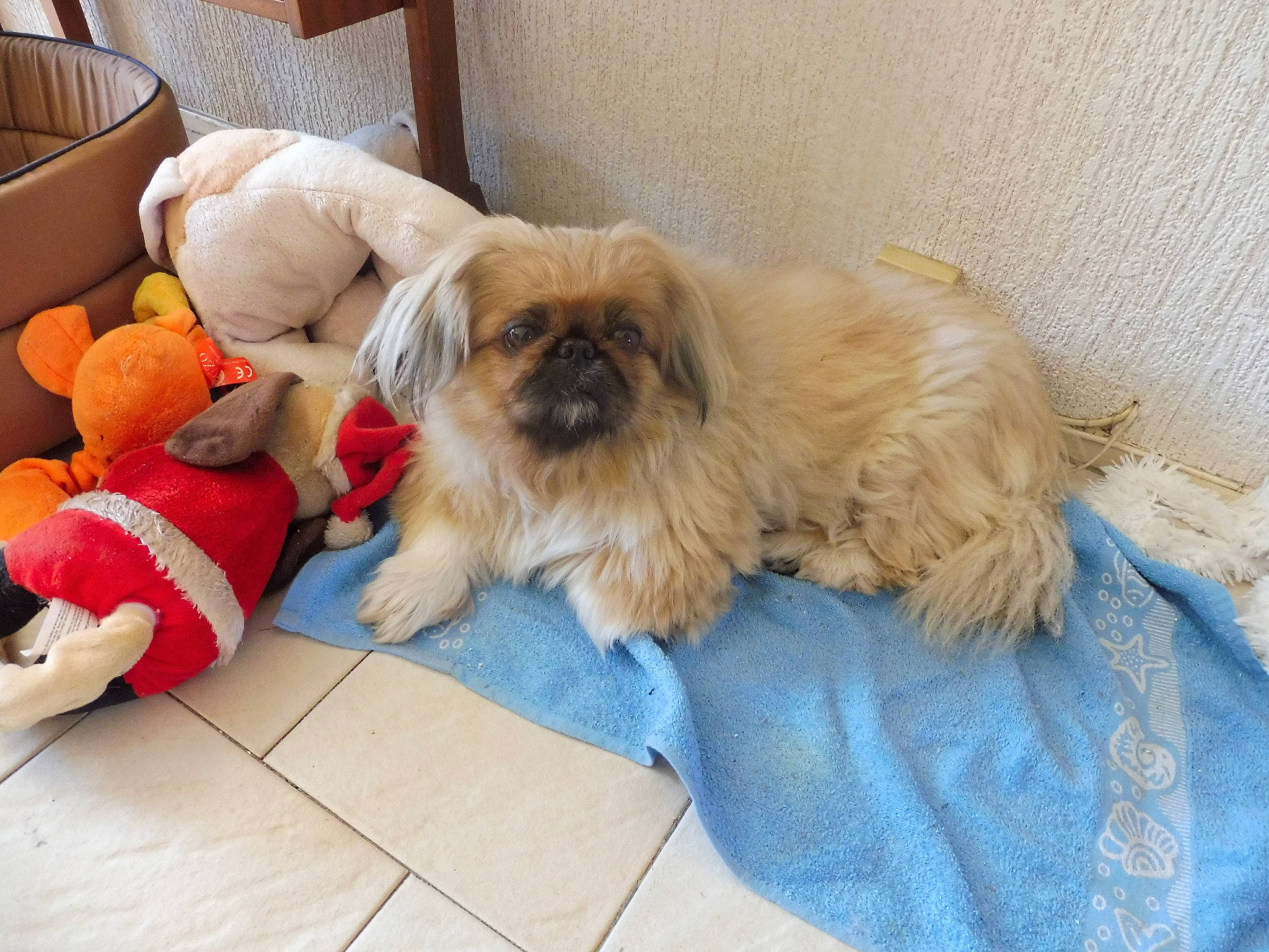 Princesse participe au concours pour gagner de l'argent avec cette photo : canidae, carnivore, comfort, companion_dog, dog, dog_breed, dog_supply, fawn, flooring, fur, liver, non_sporting_group, pet_supply, shih_poo, shih_tzu, small_terrier, sporting_group, terrier, toy_dog, working_animal