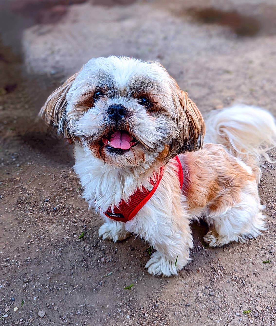 Pirate a rejoint le concours — aidez-le/la à gagner de superbes lots ! canidae, carnivore, companion_dog, dog, dog_breed, dog_collar, dog_supply, fawn, fur, leash, liver, maltepoo, shih_tzu, small_terrier, snout, sporting_group, terrier, toy_dog, water_dog, working_animal