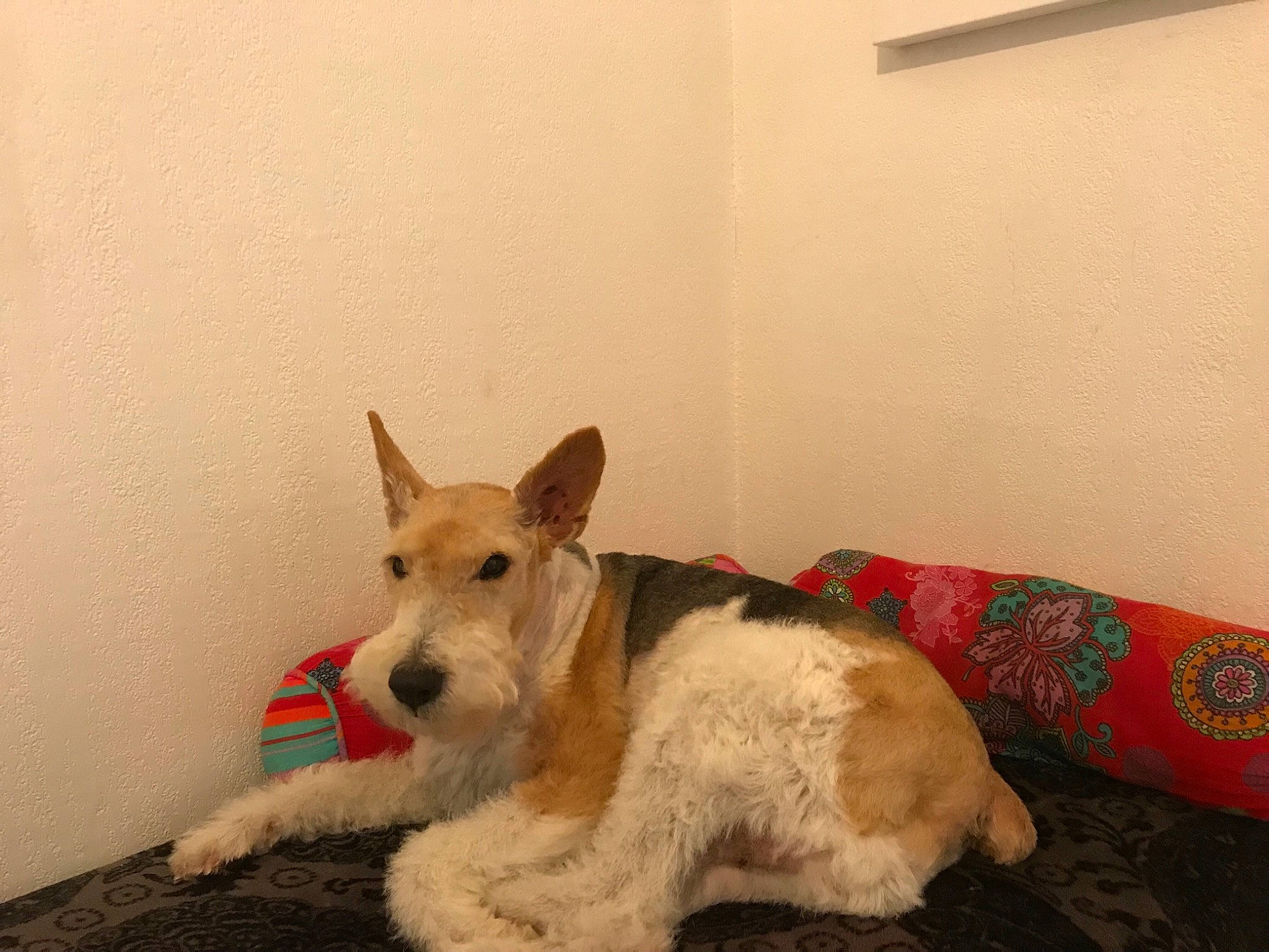 Blackjack participe au concours pour gagner de l'argent avec cette photo : canidae, carnivore, companion_dog, dog, dog_breed, fox_terrier, mammal, scottish_terrier, terrier, vertebrate, wire_hair_fox_terrier