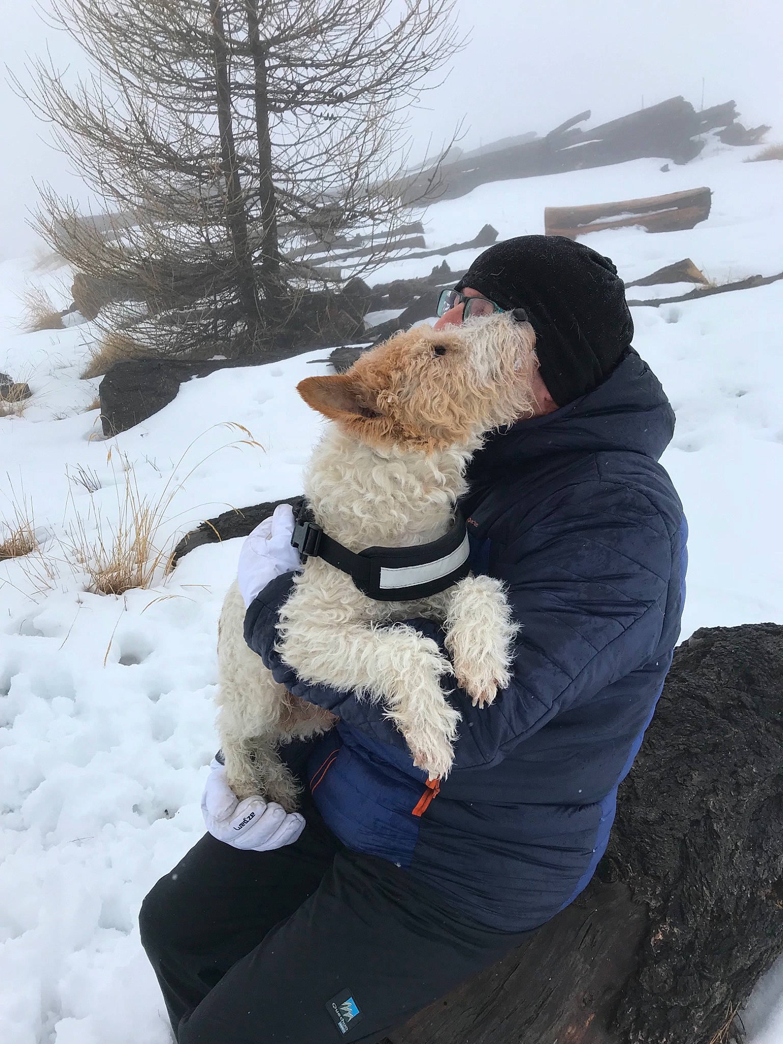 Blackjack participe au concours pour gagner de l'argent avec cette photo : canidae, carnivore, dog, fur, playing_in_the_snow, snow, winter