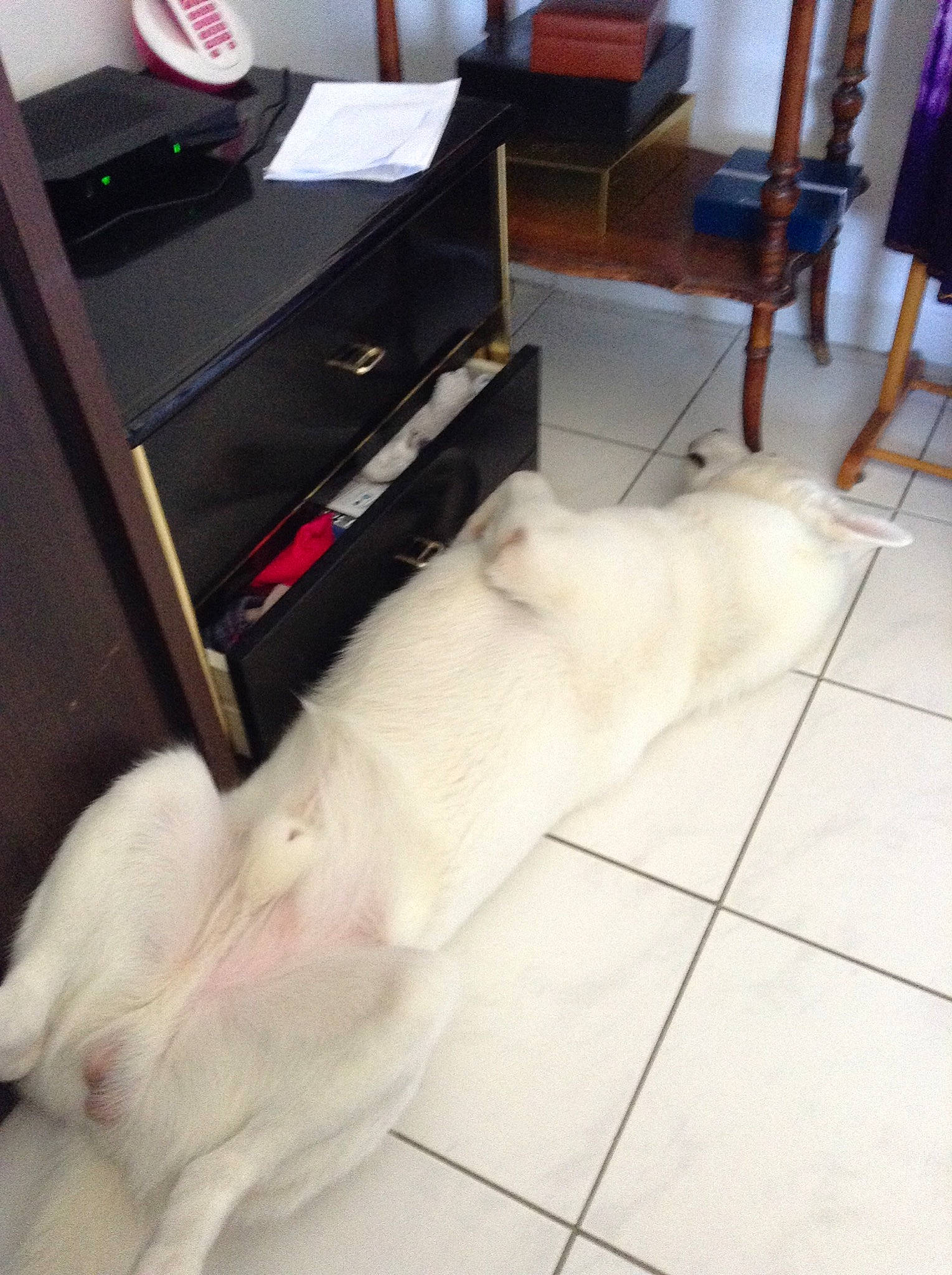 Leiko participe au concours pour gagner de l'argent avec cette photo : canidae, carnivore, cat, companion_dog, dog, dog_breed, fawn, floor, non_sporting_group, retriever, sporting_group, tail, white_shepherd