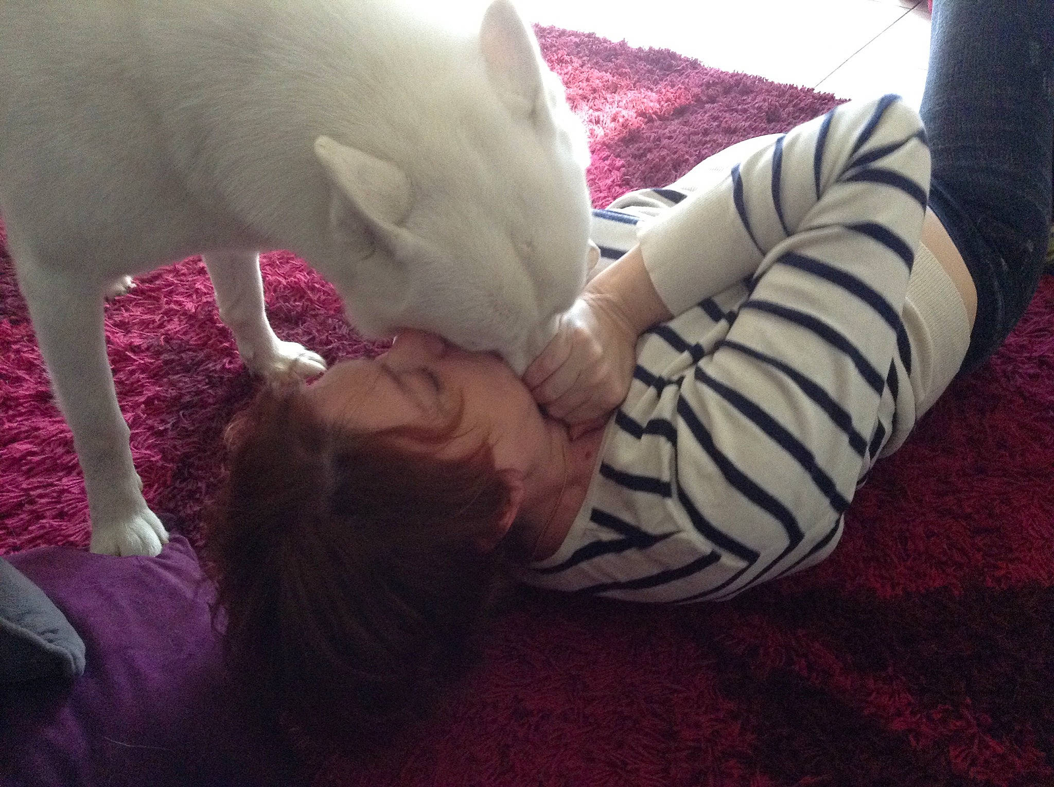 Leiko participe au concours pour gagner de l'argent avec cette photo : canidae, carnivore, cat, companion_dog, ear, felidae, fur, kitten, nap, pink, sleep, small_to_medium_sized_cats, tail, whiskers