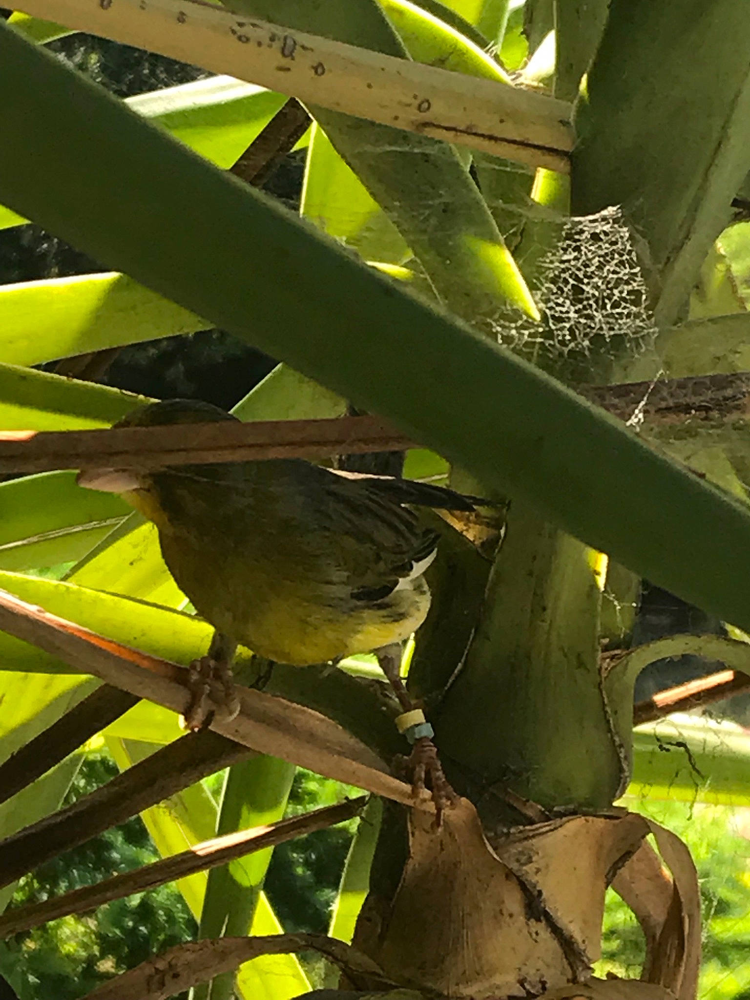 Titi a rejoint le concours — aidez-le/la à gagner de superbes lots ! adaptation, beak, bird, botany, finch, leaf, perching_bird, plant, plant_stem
