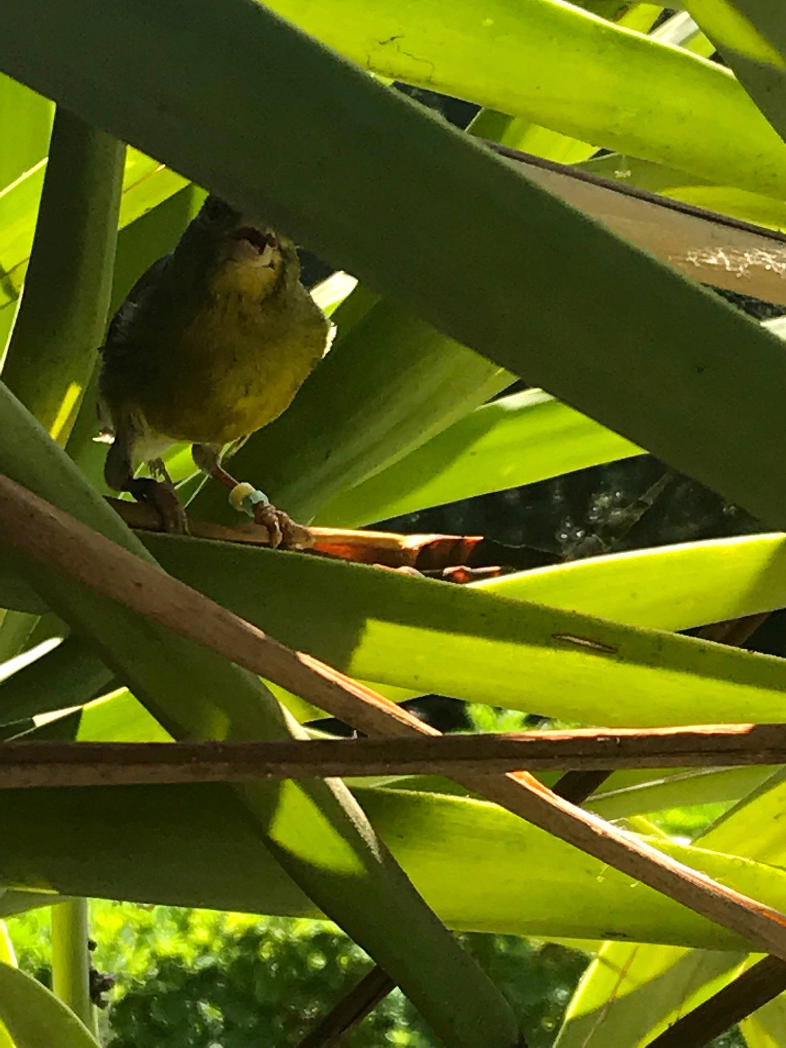 Titi participe au concours pour gagner de l'argent avec cette photo : beak, bird, botany, leaf, parakeet, perching_bird, plant, plant_stem