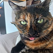 Naya participe au concours pour gagner de l'argent avec cette photo : cat, tortoiseshell_cat, blep, green_eyes, feline, close_up, portrait, whiskers, ears, fur, black_fur, orange_fur, pink_tongue, pet, indoor, bed, relaxed, funny, staring, animal