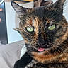 cat, tortoiseshell_cat, blep, green_eyes, feline, close_up, portrait, whiskers, ears, fur, black_fur, orange_fur, pink_tongue, pet, indoor, bed, relaxed, funny, staring, animal