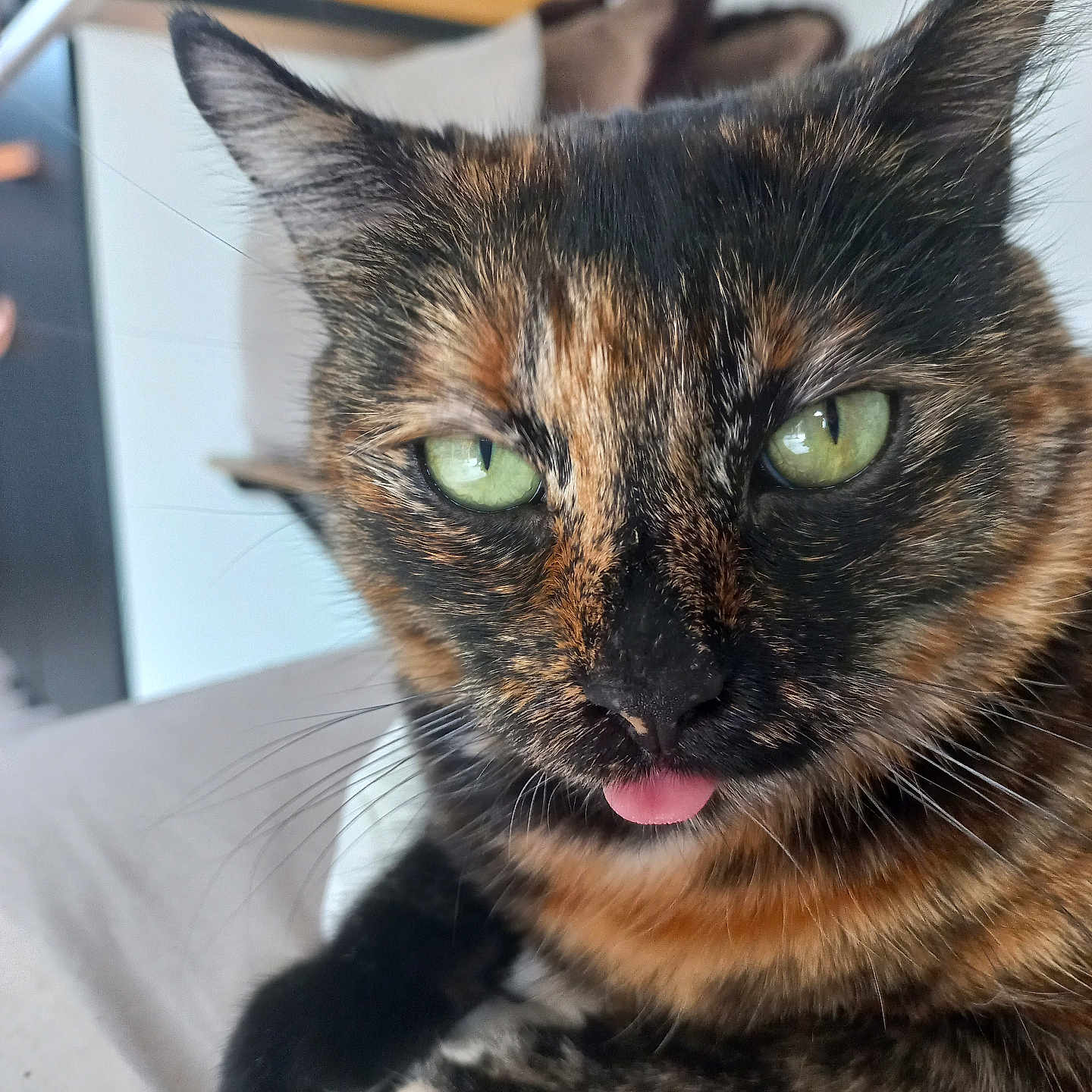 Naya participe au concours pour gagner de l'argent avec cette photo : cat, tortoiseshell_cat, blep, green_eyes, feline, close_up, portrait, whiskers, ears, fur, black_fur, orange_fur, pink_tongue, pet, indoor, bed, relaxed, funny, staring, animal