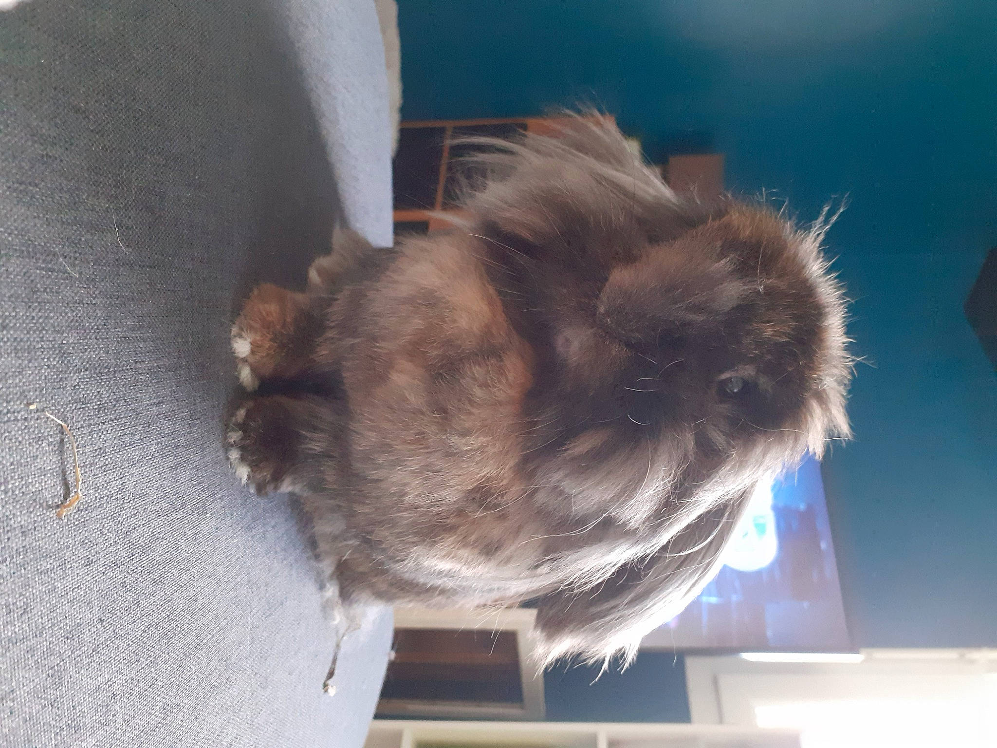 Choupette participe au concours pour gagner de l'argent avec cette photo : canidae, claw, companion_dog, dog_breed, eye, fawn, feather, felidae, fur, liver, paw, plant, small_to_medium_sized_cats, snout, sporting_group, tail, tree, whiskers, window, wing