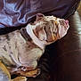 Chunk joined the competition — help win amazing prizes! animal, blanket, boxer, bulldog, canine, chair, couch, cushion, dog, frenchbulldog, furniture, homedecor, hound, indoors, interiordesign, person, pet, pitbull, puppy, sleeping